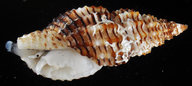Pseudodaphnella nexa