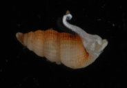 Finella pupoides pupoides