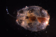 Cypridopsis