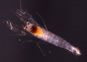 Alpheopsis aequalis