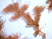 Heterosiphonia crispella f. laxa