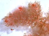 Heterosiphonia crispella f. laxa