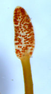 Gelidiopsis intricata