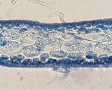 Asteromenia pseudocoalescens
