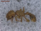 Tetramorium simillimum