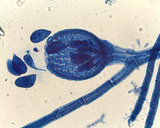 Neosiphonia tongatensis