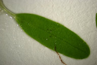 Halophila decipiens