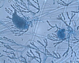 Predaea laciniosa
