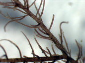 Bostrychia moritziana