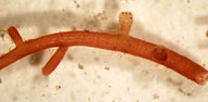 Laurencia claviformis