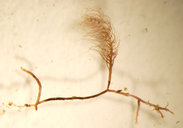 Bostrychia moritziana cf