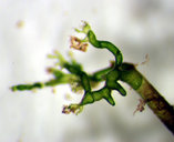 Valoniopsis pachynema
