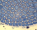 Martensia fragilis