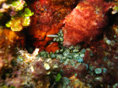 Caulerpa racemosa var. peltata