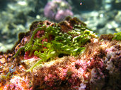 Caulerpa racemosa var. peltata