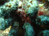 Chondrophycus