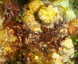 Chondrophycus