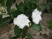 Tabernaemontana divaricata var. flore-pleno