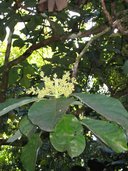 Persea americana