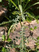 Phyllanthus debilis
