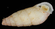 Cerithium nesioticum