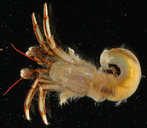 Clibanarius striolatus