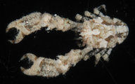 Coralliogalathea humilis