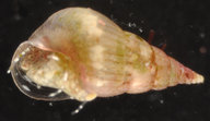 Styliferina goniochila