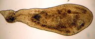 Kalyptorhynchia