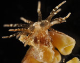 Bunodeopsis medusoides