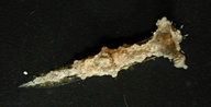 Polycera japonica