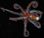 Octopus bocki