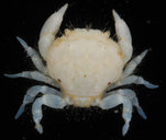 Palapedia sp. 1