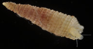 Bouchetriphora pallida