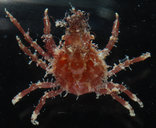 Menaethius monoceros