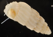 Rissoina heronensis