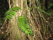 Lomagramma tahitensis