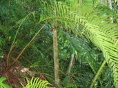 Chingia longissima