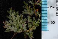 Hymenophyllum multifidum