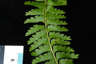 Lindsaea repens marquesensis