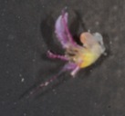 Pylopaguropsis