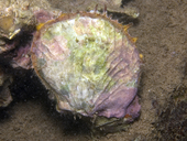 Spondylus violacescens