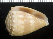 Conus miliaris