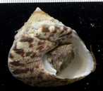 Tectus niloticus