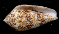 Conus canonicus