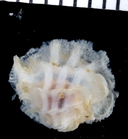 Coralliophila fimbriata