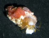 Pygmaeopagurus hadrochirus