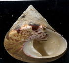 Tectus niloticus