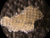 Arbopercula bengalensis