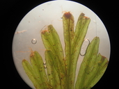 Hymenophyllum pallidum